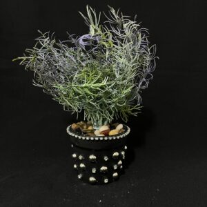 Plantas
